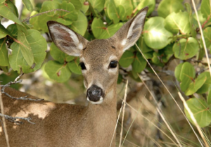 costa rican white tailed deer under mangrove