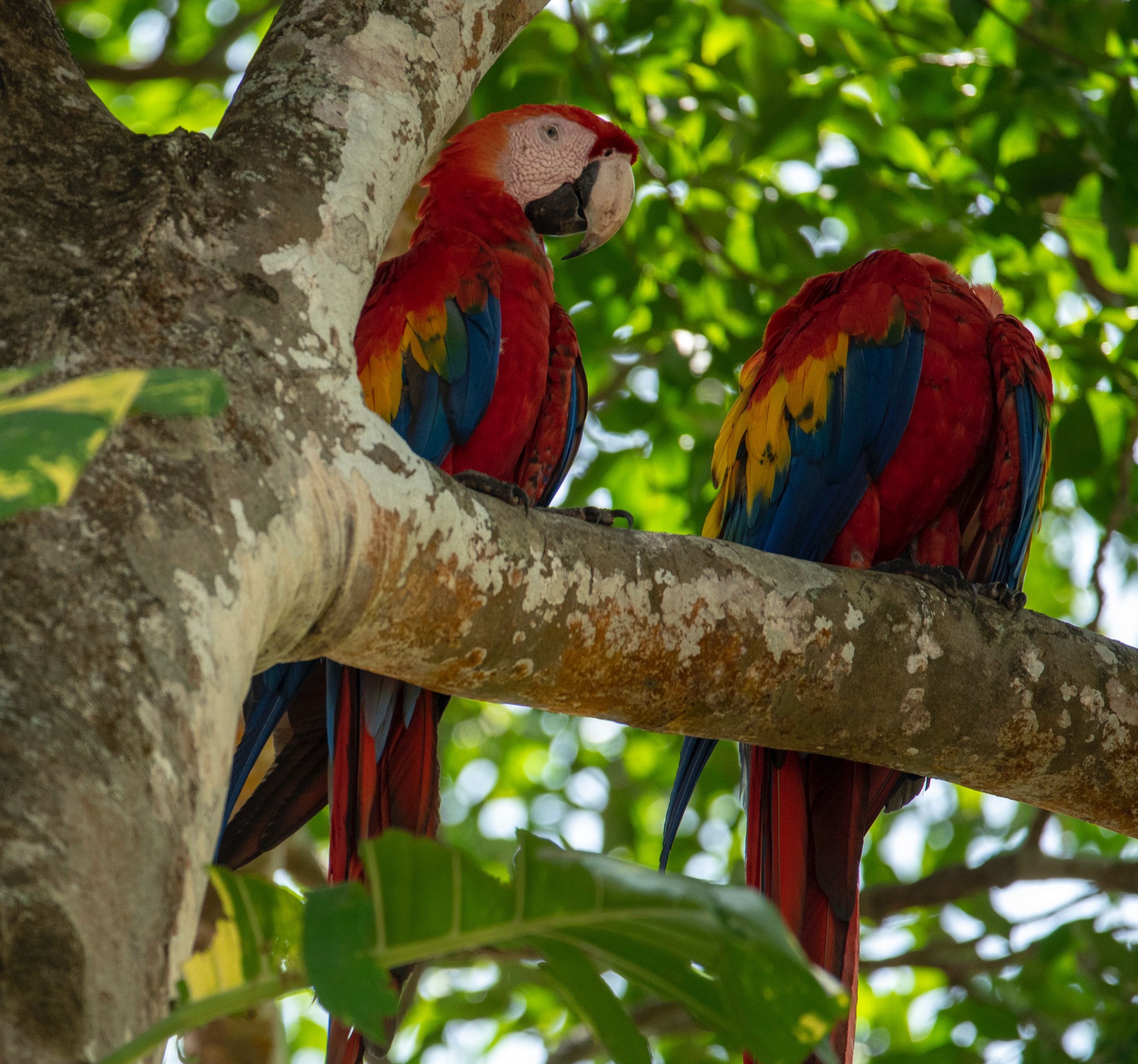 two scarlet macaws